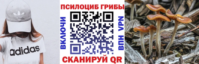 Псилоцибиновые грибы Cubensis  Воскресенск 